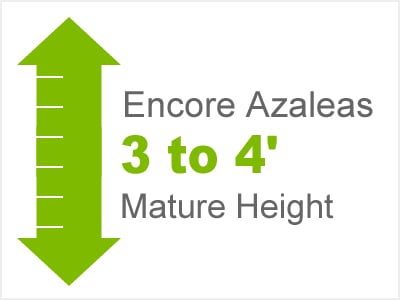 3-4' Mature Height Encore Azaleas