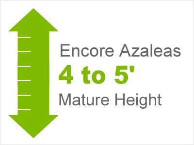 4-5' Mature Height