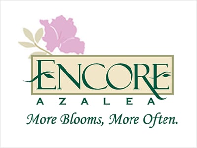 Encore Azalea Collection