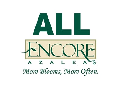 All Encore Azaleas 
