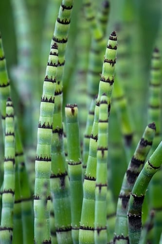 Horsetail Reed Grass - Equisetum hyemale - 1 Gallon Pot
