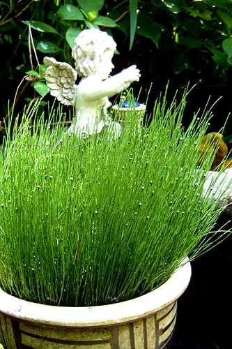 Dwarf Horsetail Reed Grass (Equisetum scirpoides) - 1 Gallon Pot