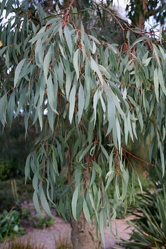 Angus Cold Hardy Eucalyptus Tree (Eucalyptus nicholii) - 2 Gallon Pot