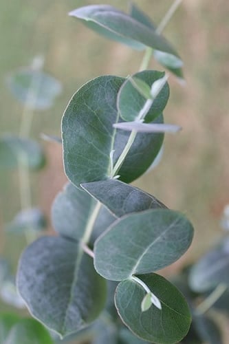Big O Cold Hardy Eucalyptus Tree (Eucalyptus neglecta) - 1 Gallon Pot