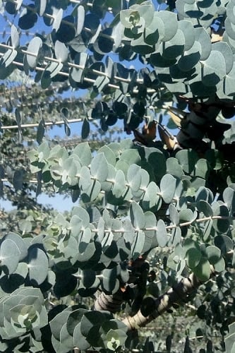 Bluey Cold Hardy Eucalyptus Tree (Eucalyptus pulverulenta) - 1 Gallon Pot