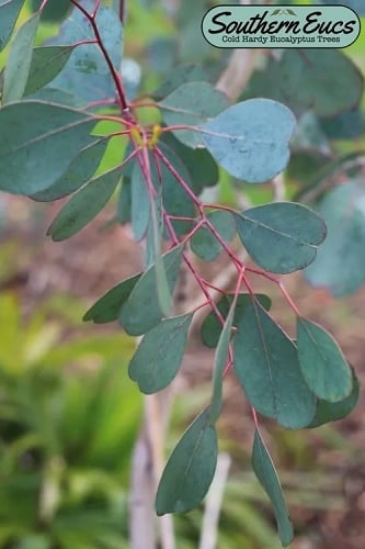 Lucky Country Cold Hardy Eucalyptus Tree (Eucalyptus camphora) - 2 Gallon Pot 