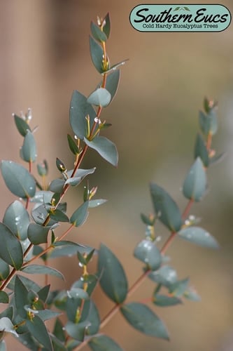 Sheila Cold Hardy Eucalyptus Tree (Eucalyptus stellulata) - 6 Pack of 1 Gallon Pots