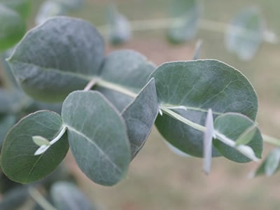 Eucalyptus Trees | Cold Hardy