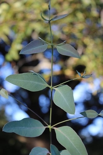 Grace Cold Hardy Eucalyptus Tree (Eucalyptus elliptica) - 1 Gallon Pot