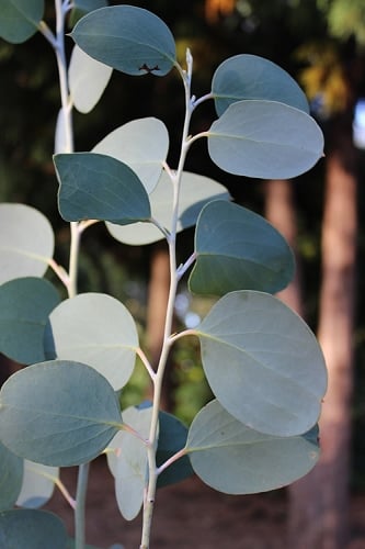 Mappa Tassie Cold Hardy Eucalyptus Tree (Eucalyptus pauciflora) - 2 Gallon Pot
