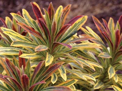 Euphorbia | Spurge