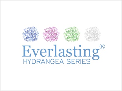 Everlasting Hydrangea Series