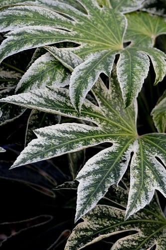 Spider's Web Fatsia - Japanese Aralia Paper Plant - 1 Gallon Pot