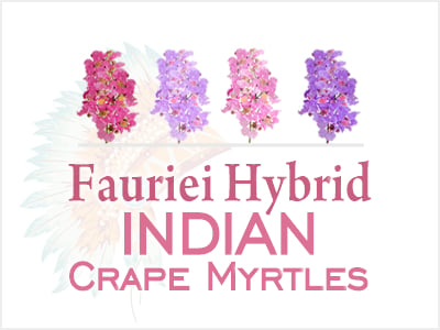 Fauriei Hybrid Crape Myrtles