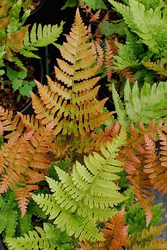 Autumn Fern - Dryopteris erythrosora - 1 Gallon Pot