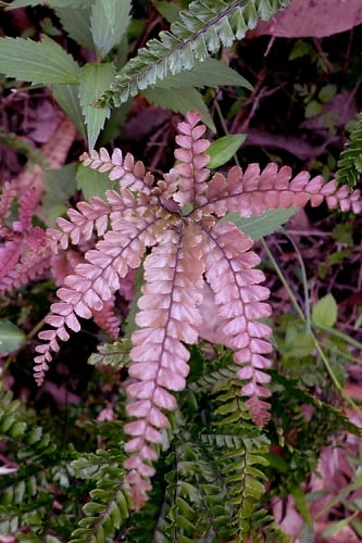 Rosy Pink Maidenhair Fern (Adiantum hispidulum) - 6 Pack of 1 Gallon Pots