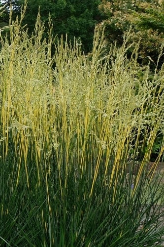 Glow Sticks Tall Fescue Grass - 1 Gallon Pot