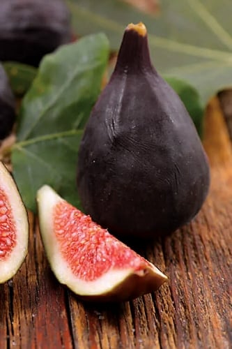 Violette De Bordeaux Fig Tree - 1 Gallon Pot