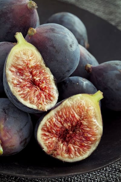 Chicago Cold Hardy Fig Tree - 6 Pack of 1 Gallon Pots