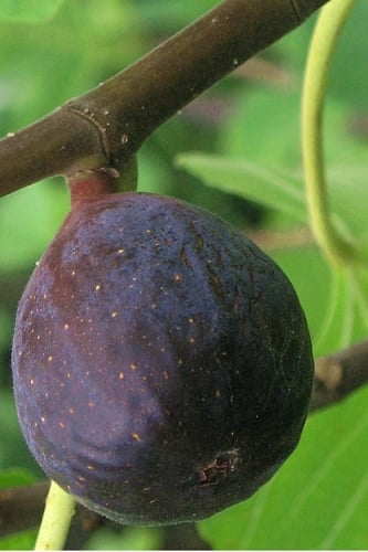 LSU Purple Fig Tree - 3 Gallon Pot