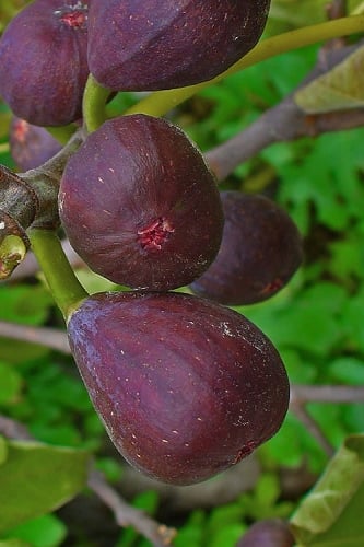 Texas Everbearing Fig Tree - 1 Gallon Pot