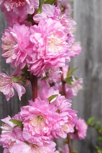 Pink Dwarf Flowering Almond - 2 Gallon Pot