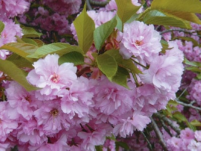 Flowering Cherry Trees