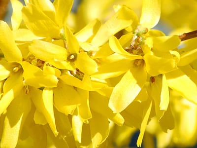 Forsythia | Yellow Bells