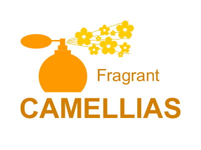 Fragrant Camellia Plants