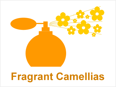 Fragrant Camellias