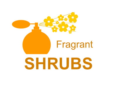 Fragrant Shrubs | Bushes