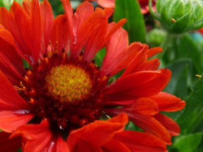 Gaillardia | Blanket Flower