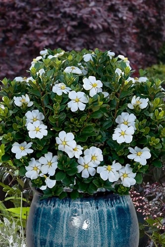 Snow Globe Gardenia - 1 Gallon Pot