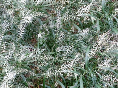 Bottlebrush Grass | Elymus