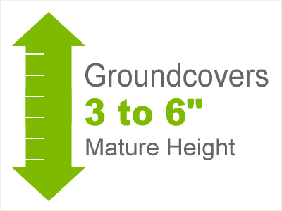 3-6 Inch Height Groundcovers