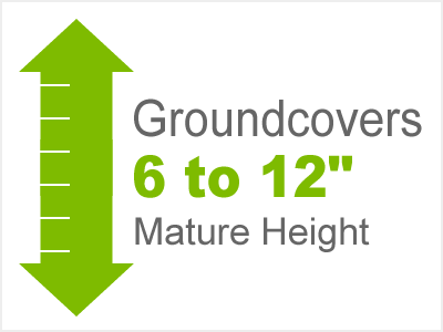 6-12 Inch Height Groundcovers
