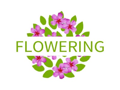 Flowering Groundcovers