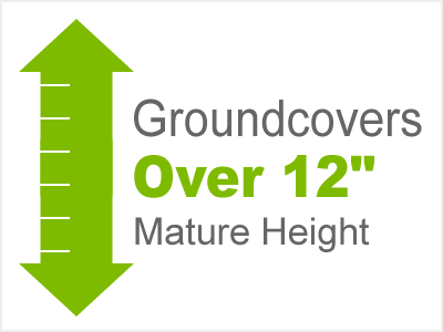 12 Inch Or Taller Groundcovers