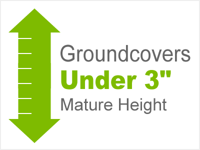3 Inch and Under Groundcovers