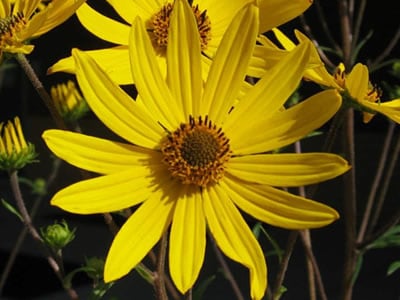 Helianthus | Heliopsis | Sunflower