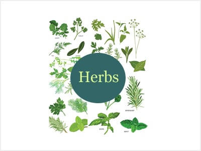 HERB PLANTS