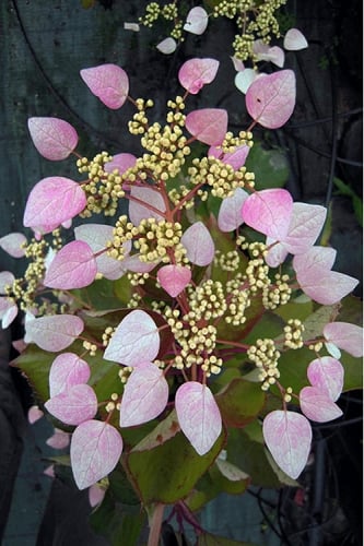 Pink Climbing Hydrangea - Schizophragma hydrangeoides`Roseum' - 2 Gallon Pot