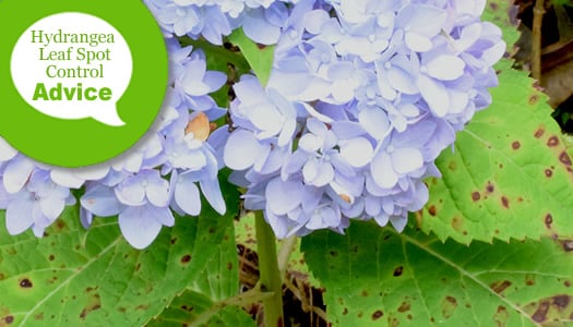 How To Prevent Or Treat & Control Leaf Spots On Hydrangea Leaves