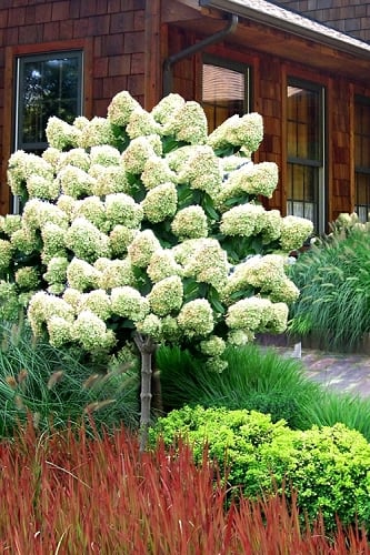 Limelight PeeGee Hydrangea - Single Trunk Topiary Tree - 5 Gallon Pot (4-5')