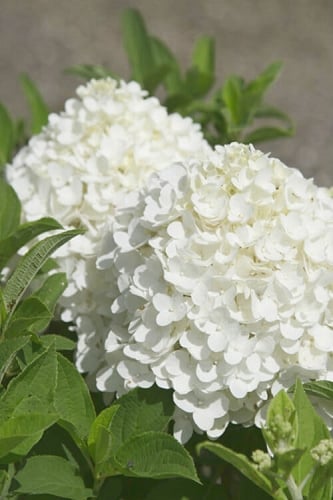 White Wedding Hydrangea - 3 Gallon Pot