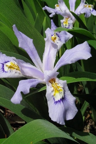 Powder Blue Giant Dwarf Crested Iris (Iris cristata) - 1 Gallon Pot