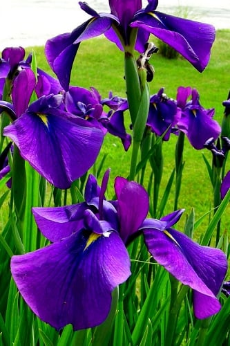 Temple Bells Japanese Iris (Iris ensata) - 1 Gallon Pot