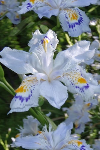 Porcelain Maiden Japanese Evergreen Iris - 1 Gallon Pot