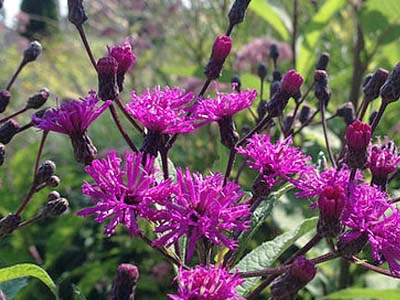 Vernonia | Ironweed