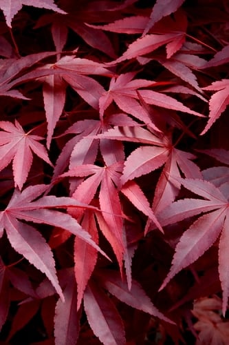 Fireglow Red Leaf Japanese Maple - 1 Gallon Pot